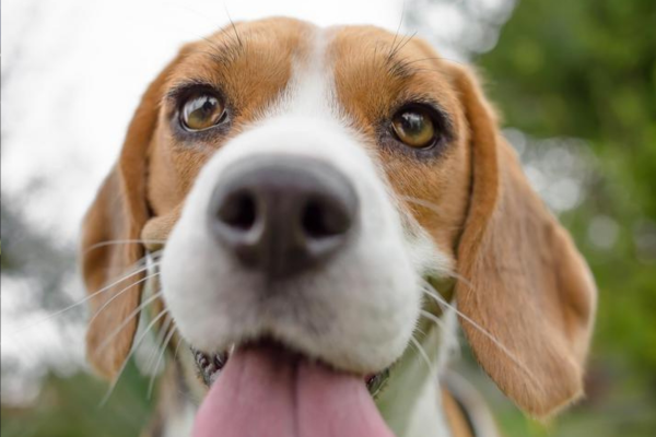 Tumores Nasais em Cães