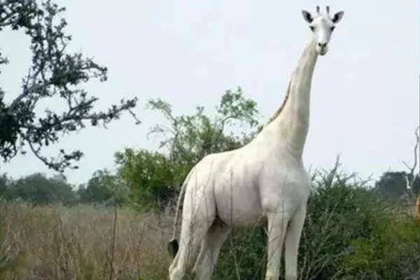 Dernière girafe blanche