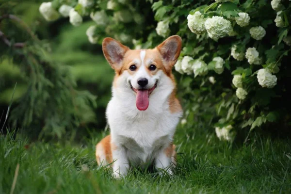 Cardigan Welsh Corgi 