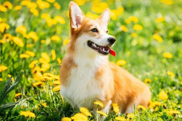 Welsh Corgi Cardigan