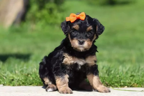 Yorkie Poo