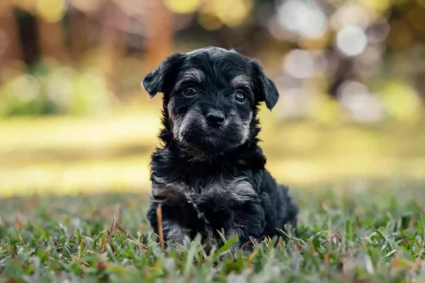 Yorkie Poo