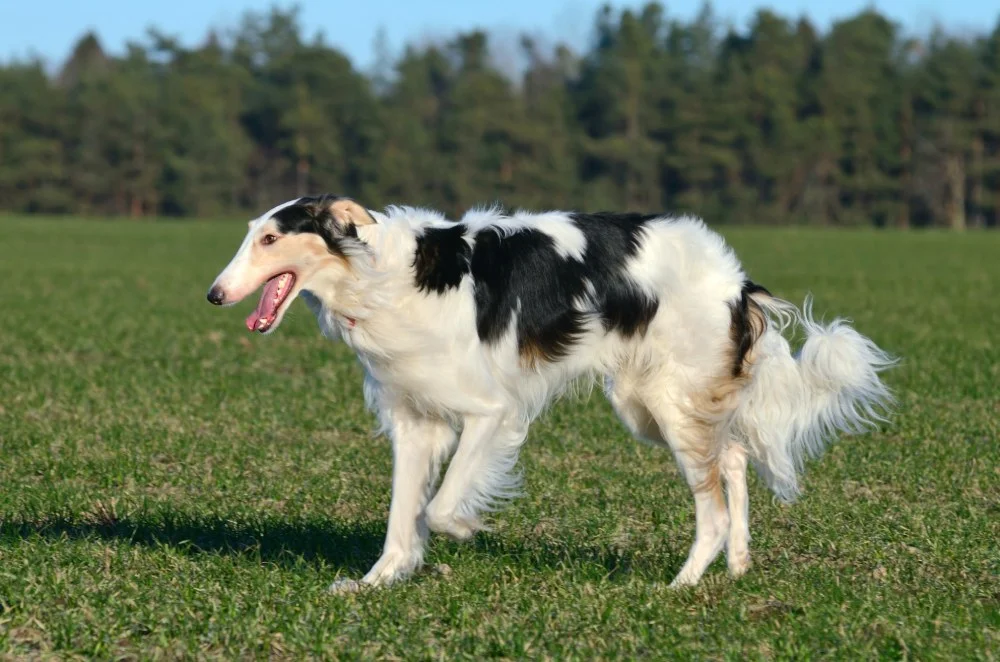 Borzoi