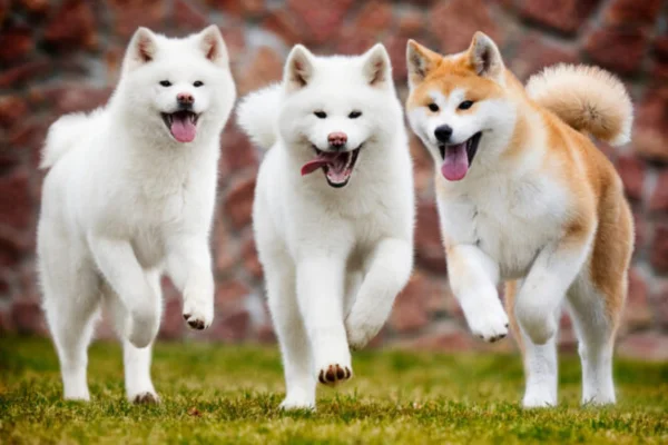 Akita Inu