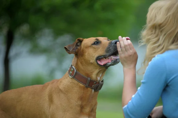 Alizin pour les chiens