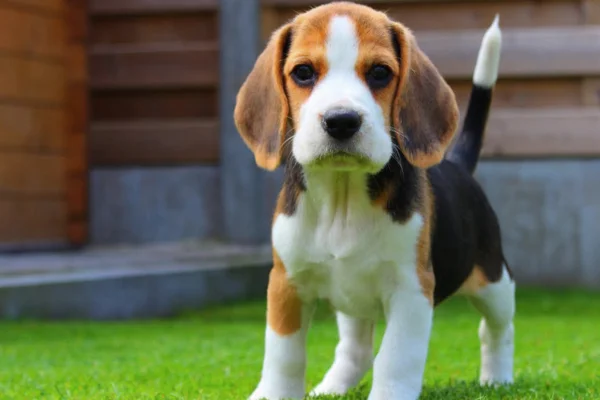 Beagle