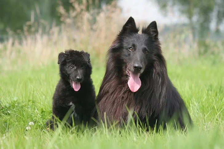 Belgian Shepherd Groenendael