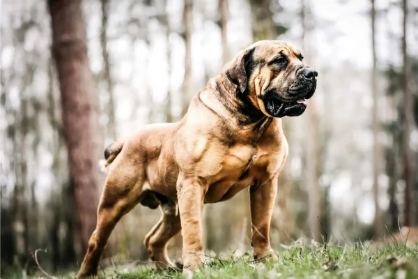 Boerboel