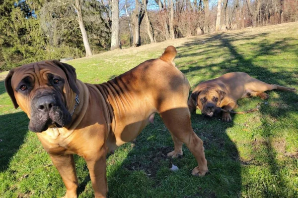 Boerboel