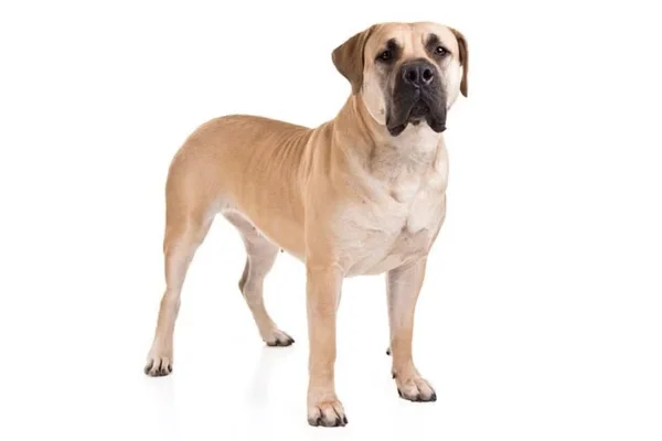 Boerboel