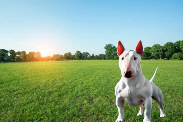 Bull Terrier Inglês