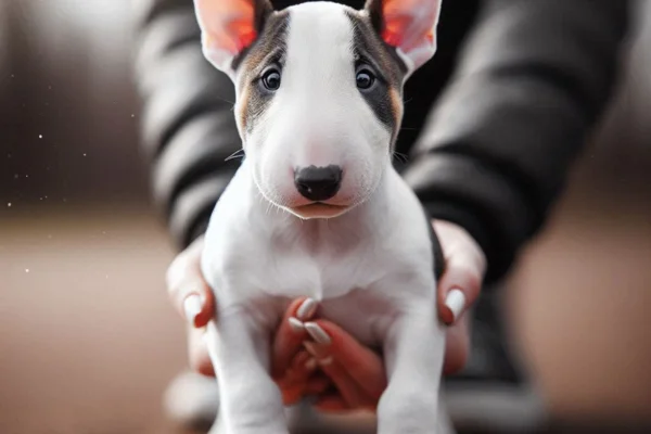 Bull Terrier Inglês Miniatura