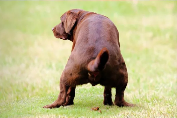 Cachorro Está com Diarreia