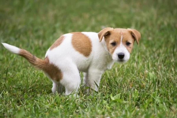 Cachorro Está com Diarreia