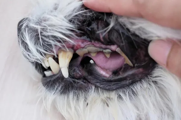 Dog with a toothache: