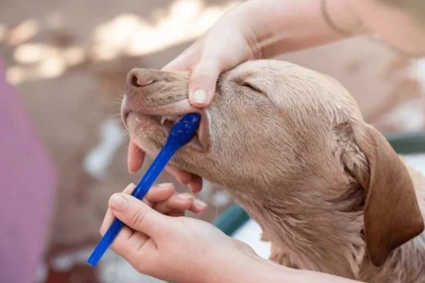 Dog with a toothache: