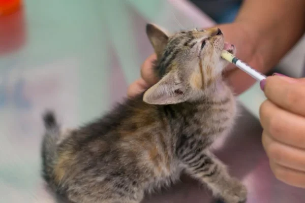 Como Administrar Dipirona para Gatos