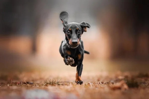 Dachshund