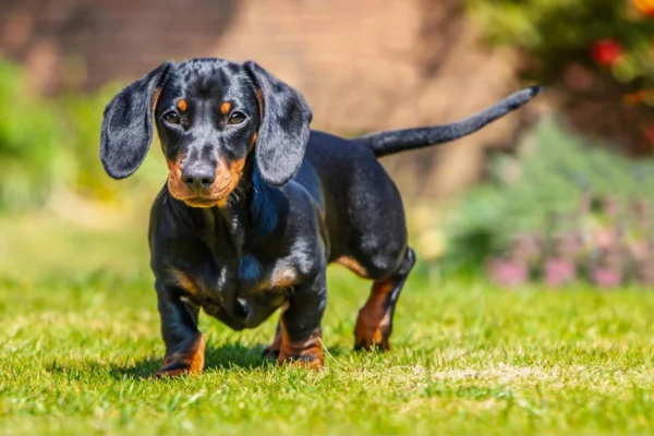 Dachshund