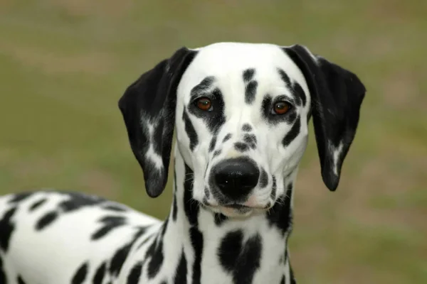 Dalmatian