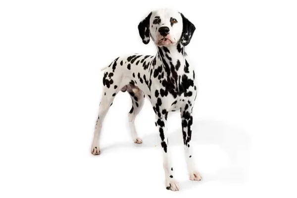 Dalmatien