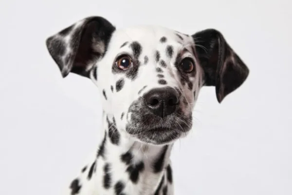 Dalmatian