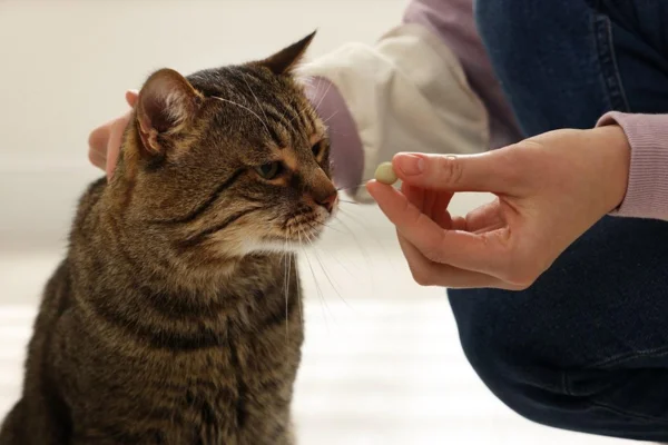 Dexametasona para gatos, uso, perigos e benefícios 