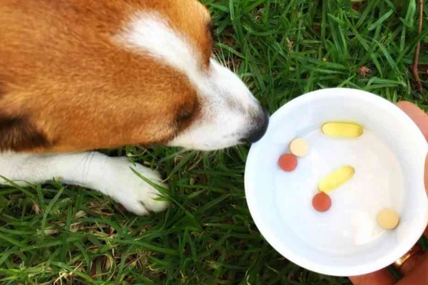 É seguro dar antialérgico humano para cachorro