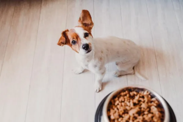 Enterogermina para perros