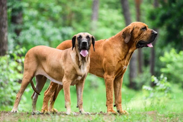 Fila Brasileiro