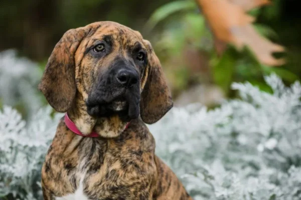 Fila Brasileiro