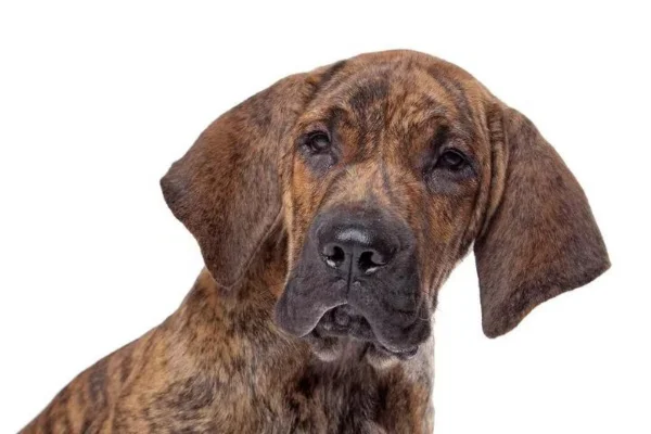 Fila Brasileiro