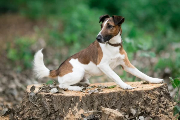 Fox Terrier de pelo liso