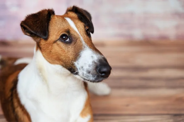 Fox Terrier de pelo liso