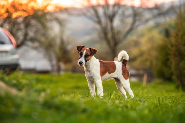 Fox Terrier de pelo liso