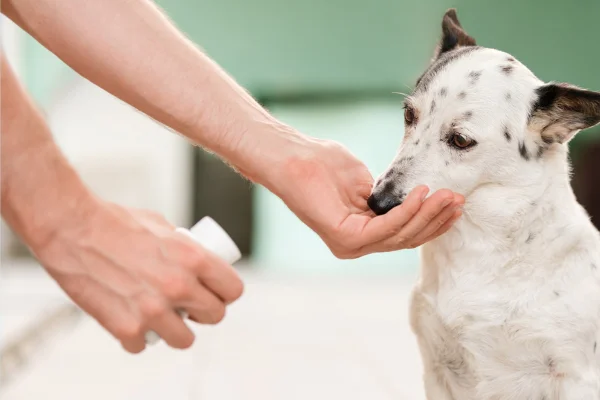 Gabapentina para Cães (2)