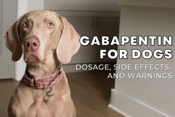 Gabapentin pour les chiens