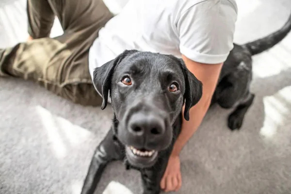 Gardenal para perros