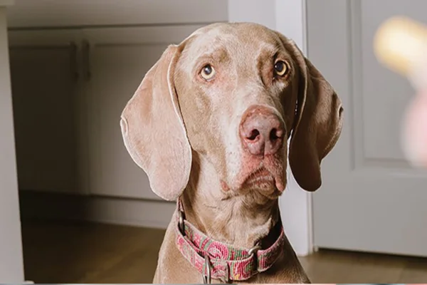 Gardenal para Cachorros