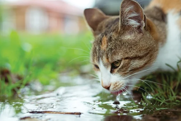 Giardíase em Gatos