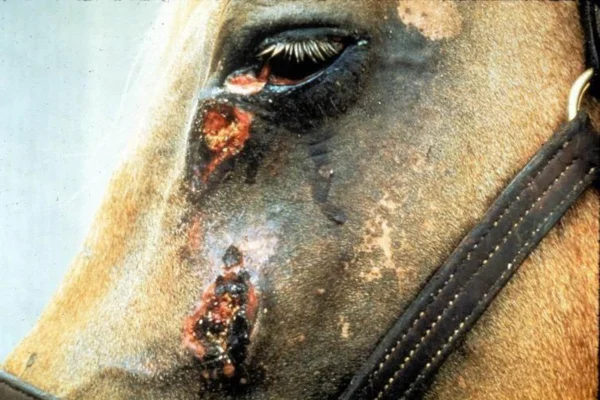 CUTANEOUS HABRONEMIASIS IN HORSES