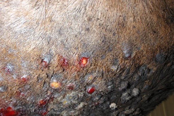 CUTANEOUS HABRONEMIASIS IN HORSES