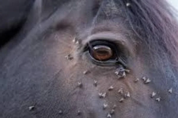 HABRONÉMIOSE CUTANÉE CHEZ LES CHEVAUX