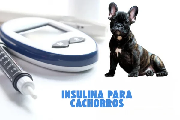 Insulina para Cachorros