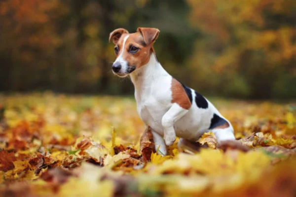 Jack Russell Terrier