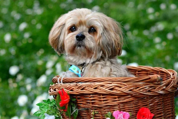 Lhasa Apso