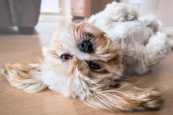 Lhasa Apso