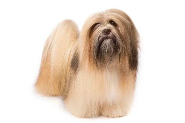 Lhasa Apso