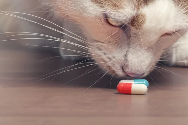 Medicamentos Tóxicos para GatoS (1)