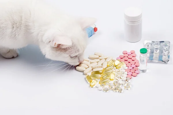 Medicamentos Tóxicos para GatoS